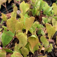Epimedium  'Sasaki'